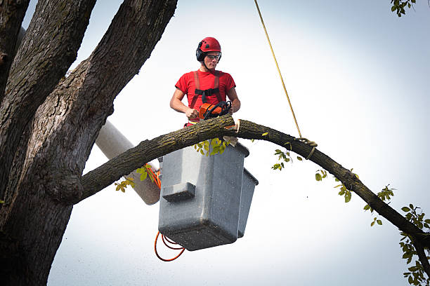 Best Affordable Tree Cutting  in USA